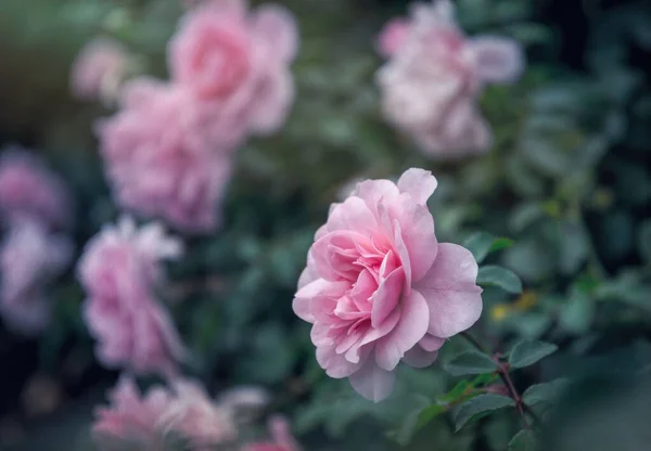 Flor Delicada Outono Chá Inglês Aumentou Jardim — Fotografia de Stock