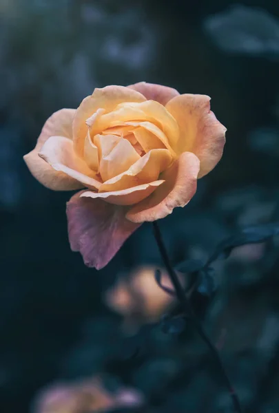 Flor Delicada Outono Chá Inglês Aumentou Jardim — Fotografia de Stock