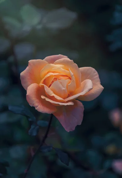 Delicate Flower Autumn English Tea Rose Garden — Stock Photo, Image