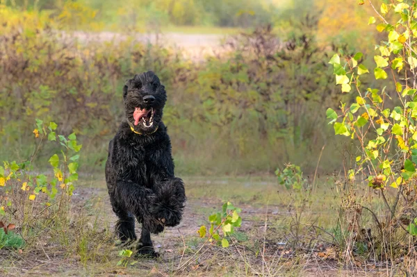 Voksen Kjempeschnauzer Fottur – stockfoto