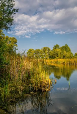  Güzel bir sonbahar kır manzarası. Sarı yapraklı çayır ve kavak ağaçları