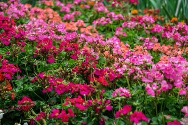 Parlak sonbahar sardunyaları ve begonyaları, tatil kartları. Çiçek açan sonbahar bahçesi