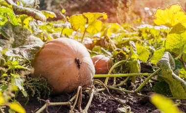 Kırsal bir sebze bahçesinde olgun bir sonbahar balkabağı