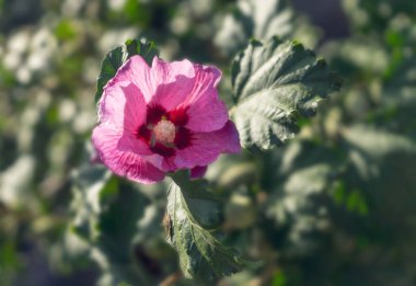 Mor Çin amber çiçeği güneşte