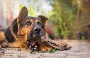  Oyuncu Büyük Alman Çoban Köpeği