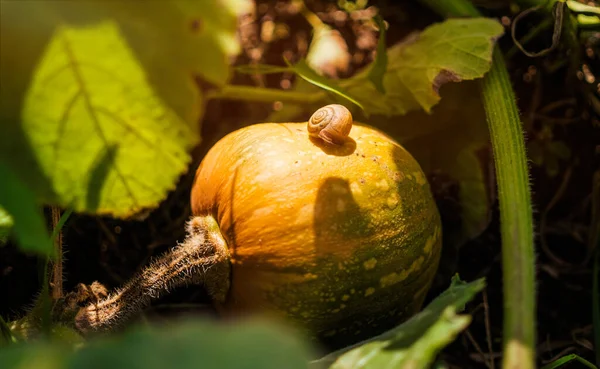 Calabaza Madura Otoño Huerto Rústico —  Fotos de Stock