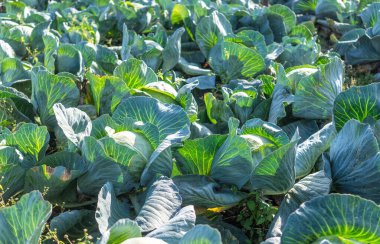  Tarım tarlasında olgun lahana kafaları