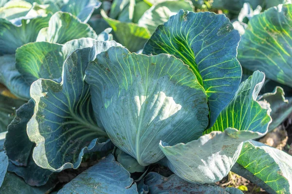 Kohlköpfe Auf Einem Landwirtschaftlichen Feld — Stockfoto