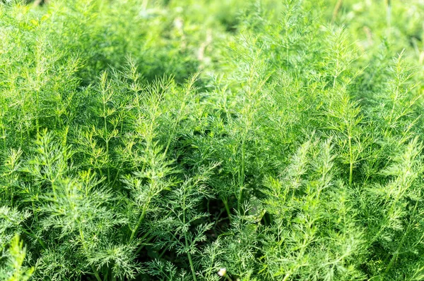 Frischer Grüner Dill Gartenbeet — Stockfoto