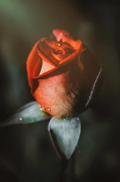 Delikatny Kwiat Jesiennej Angielskiej Herbaty Róży Ogrodzie — Zdjęcie stockowe