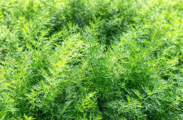 Frischer Grüner Dill Gartenbeet — Stockfoto