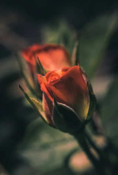 Délicate Fleur Une Rose Thé Anglaise Automne Dans Jardin — Photo