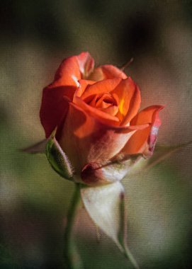 Bir sonbahar çiçeğinin narin çiçeği bahçede İngiliz çayı gülü