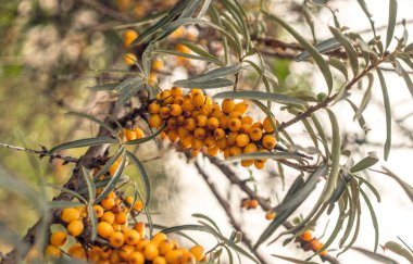Olgun deniz dikenli üzümleri. Meyve sonbahar bahçesi