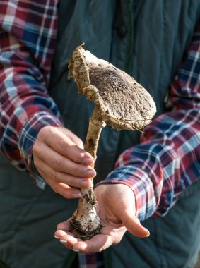 Bir avuç dolusu soluk mantar. Mantarların sonbahar hasadı