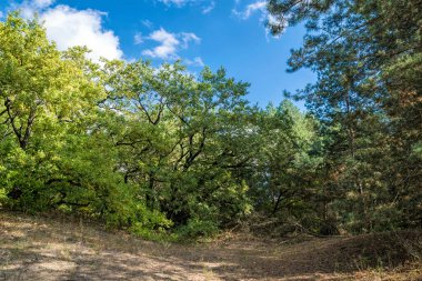 Güneşli sonbahar akşamı boşlukta