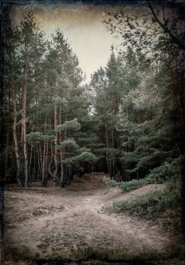 Baharın başında gizemli orman manzarası. New England doğası, ABD