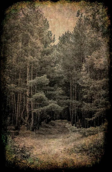 Misty Paysage Forestier Mystérieux Début Printemps Nature Nouvelle Angleterre États — Photo