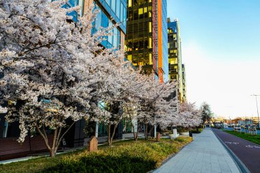 Kurumsal yapı ve çiçek açan kiraz ağaçları, iş ortamı