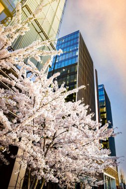 Kurumsal yapı ve çiçek açan kiraz ağaçları, iş ortamı