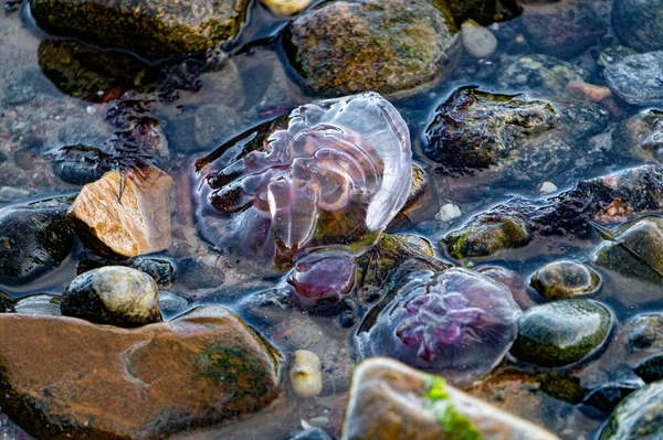 Deniz anası ve deniz yosunları.