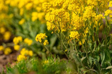 Çiçekli sarı alyssum dağ çiçekleri 