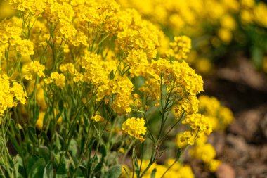 Çiçekli sarı alyssum dağ çiçekleri 
