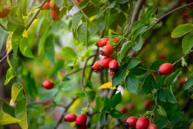 Sonbahar bahçesinde olgun kırmızı böğürtlen