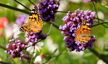 Vanessa Cardui kelebeği ve çiçek açan verbena çiçekleri