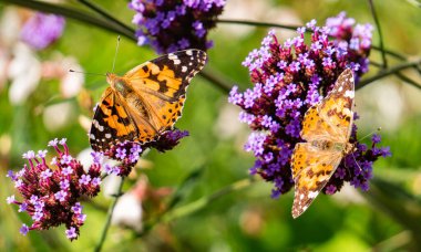 Vanessa Cardui kelebeği ve çiçek açan verbena çiçekleri