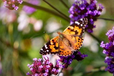 Vanessa Cardui kelebeği ve çiçek açan verbena çiçekleri