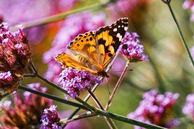 Vanessa Cardui kelebeği ve çiçek açan verbena çiçekleri