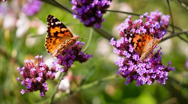 Vanessa Cardui kelebeği ve çiçek açan verbena çiçekleri