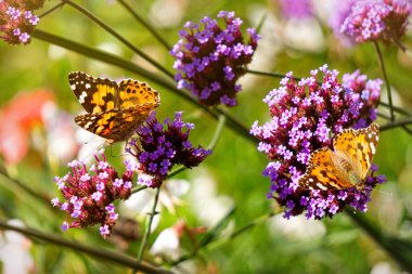 Vanessa Cardui kelebeği ve çiçek açan verbena çiçekleri