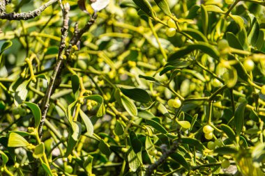 Ağaç gövdesinde yeşil asalak ökseotu fışkırıyor.