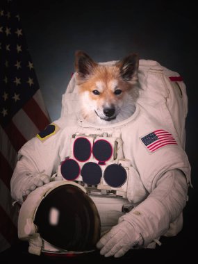 Kozmonot köpek bir alan takım elbise giymiş