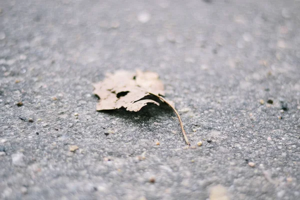 Folha de outono na estrada — Fotografia de Stock