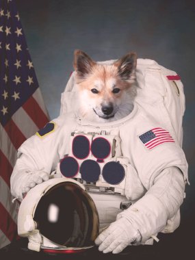 Kozmonot köpek bir alan takım elbise giymiş