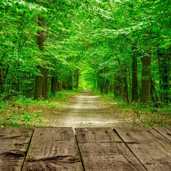 Bosque verde. El camino a través de los árboles —  Fotos de Stock