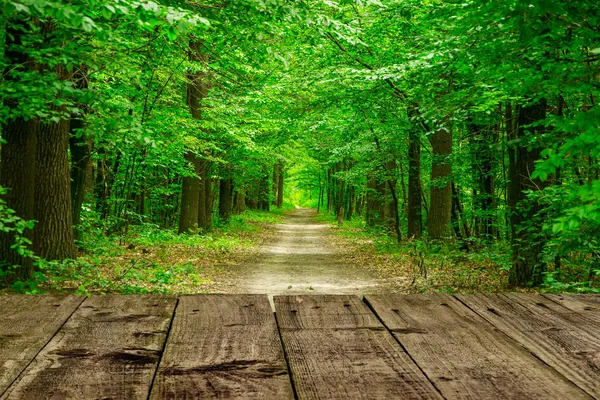 Bosque verde. El camino a través de los árboles —  Fotos de Stock