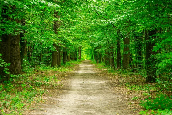 Bosque verde. El camino a través de los árboles —  Fotos de Stock