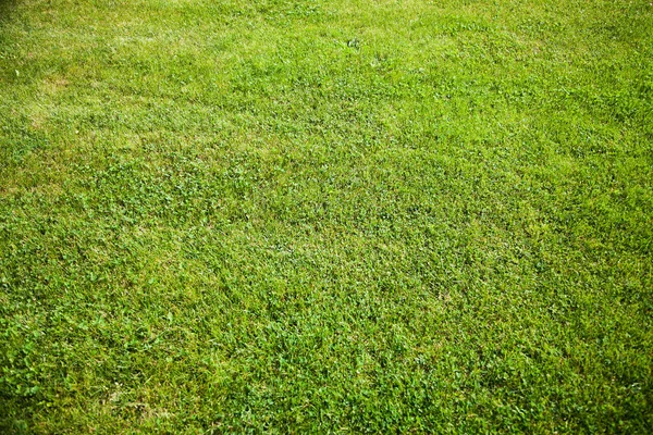 Hintergrund des Fußballplatzes. Grünes Gras mit einem Lichtstrahl in der Ecke — Stockfoto