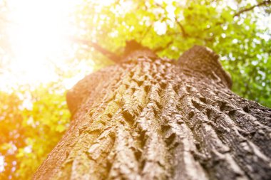 Güneş ışınları ile güzel ağaç