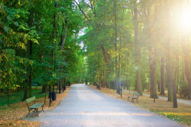 Ağaçların arasından yol
