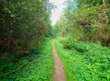 Dramatik yaz orman yolu arka plan