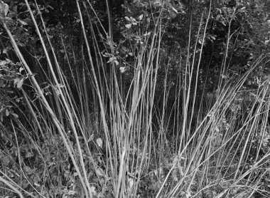 Çapraz siyah beyaz ince ağaç gövdeleri arka plan