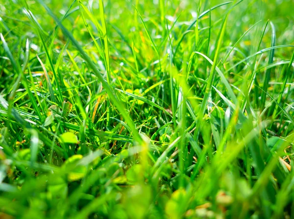 Fondo Hierba Verde Fresca Verano — Foto de Stock