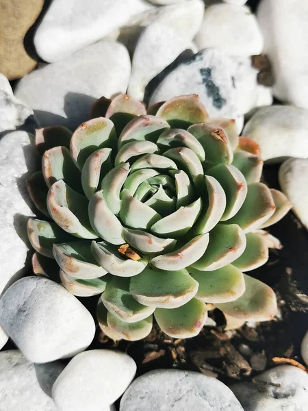 Woestynroos Wüste Stieg Auf Sukkulent Frühling Klassische Und Einfache Schönheit — Stockfoto