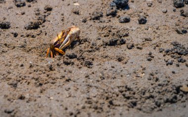 Çiftleşme zamanında Uca Tangeri Fiddler yengeci