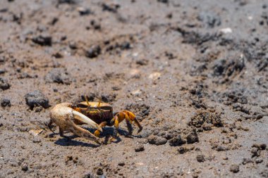 Çiftleşme zamanında Uca Tangeri Fiddler yengeci